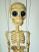 Skelett-marionette-puppe-am001d|marionetten-puppen.de|Galerie-der-Tschechischen-Marionetten  