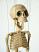 Skelett-marionette-puppe-am003y|marionetten-puppen.de|Galerie-der-Tschechischen-Marionetten