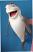 Haifisch-marionette-Bauchredners-mp202b-|marionetten-puppen.de|Galerie-der-Tschechischen-Marionetten