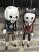 Devillie-and-Satanela-skeletons-wood-marionette-ru072a|marionetten-puppen.de|Galerie-der-Tschechischen-Marionetten